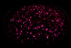 plumpurple.png